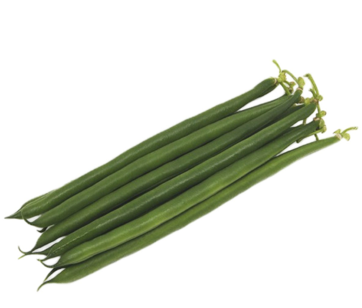 Albatros French Bean Variety from Royal Seed