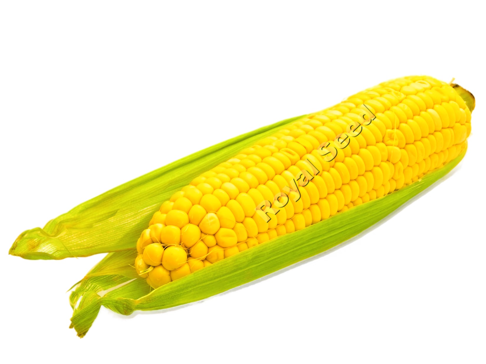 Sweet Corn Hybrix F1 hybrid sweet corn variety from Royal Seed Kenya