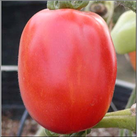 Sandokan F1 tomato variety from Royal Seed