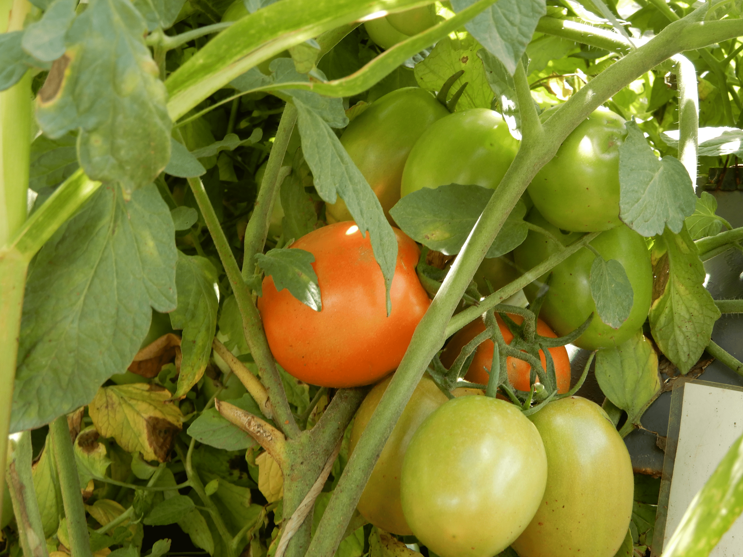 Royal 705 tomato harvest from royal seed