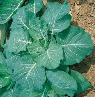 Souther Georgia leafy variety from Royal Seed