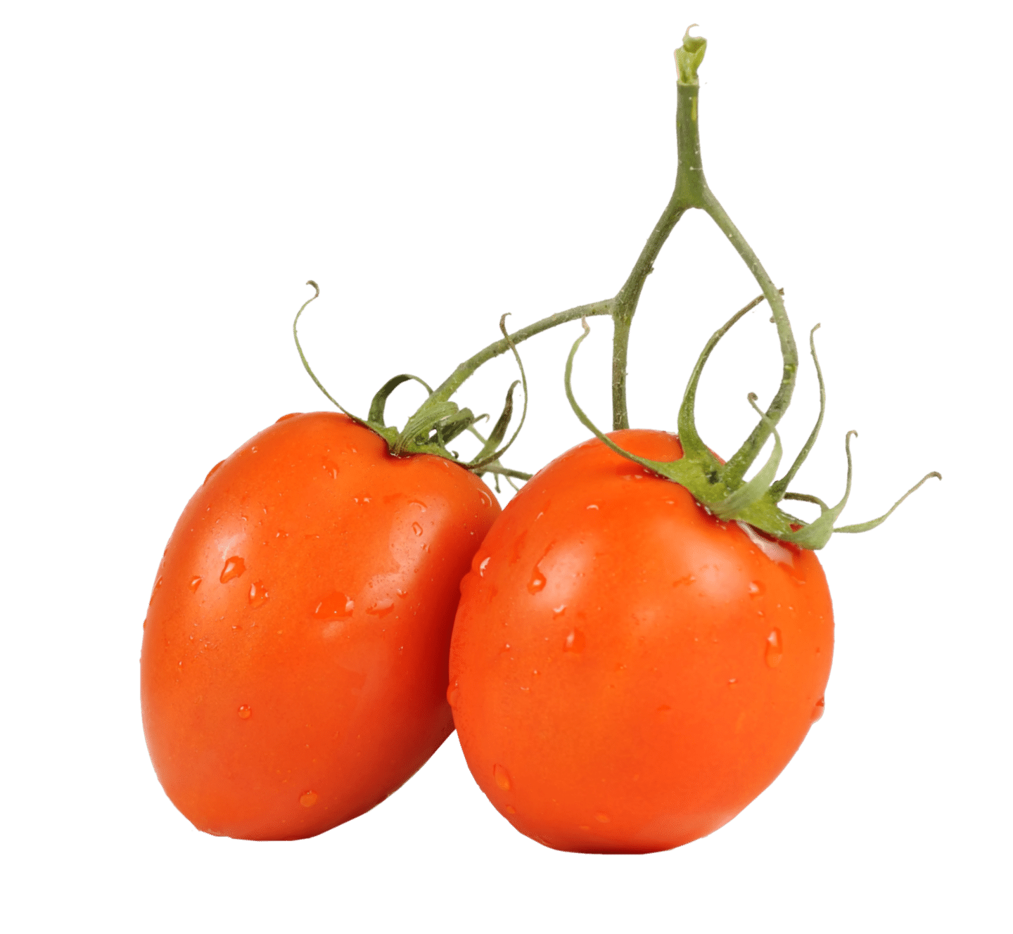 Rio Grande tomato variety from Royal Seed