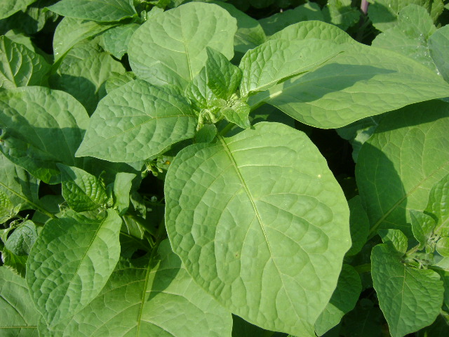 Amaranthus Dubios- Terere indigenous variety from Royal Seed