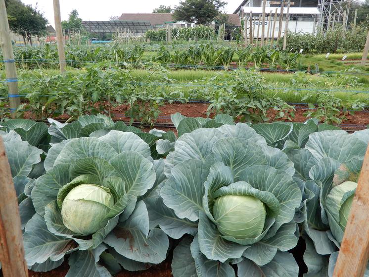 Trial Field at Royal Seed Center of Excellence – Monitoring Plant Health and Growth