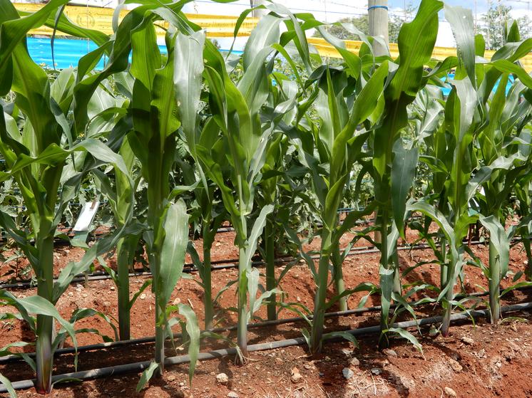 Trial Field at RoyaL Seed Center of Excellence – Observing Crop Growth and Development