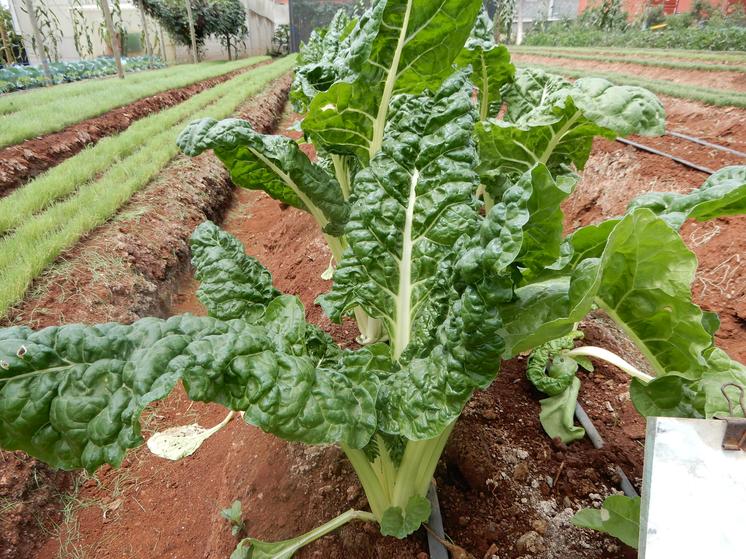 Trial Field at Royal Seed Center of Excellence – Experimenting with New Crop Varieties